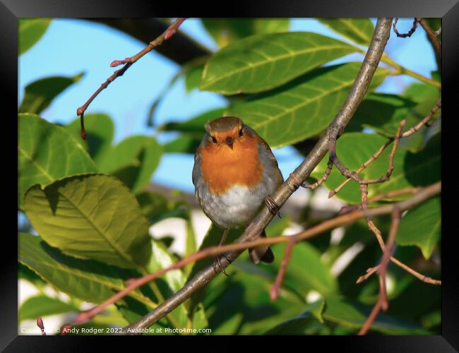 Inquisitive Robin (Erithacus rubecula) Framed Print by Andy Rodger