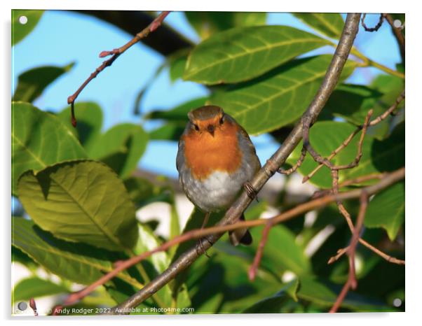 Inquisitive Robin (Erithacus rubecula) Acrylic by Andy Rodger