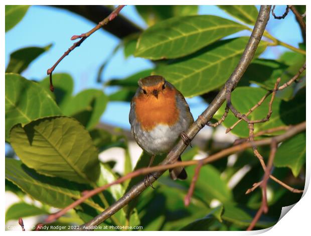 Inquisitive Robin (Erithacus rubecula) Print by Andy Rodger