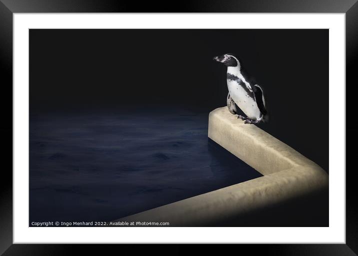 Penguin's delight Framed Mounted Print by Ingo Menhard