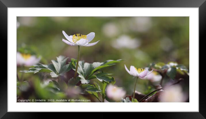 Beautiful White Wood Anemones Framed Mounted Print by Imladris 