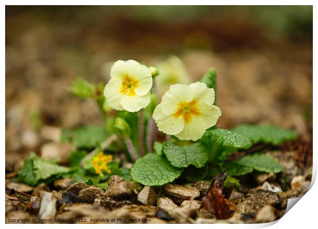 primrose flowers  Print by Simon Johnson