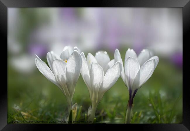White Crocus Trio Framed Print by Alison Chambers