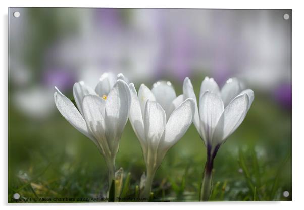 White Crocus Trio Acrylic by Alison Chambers