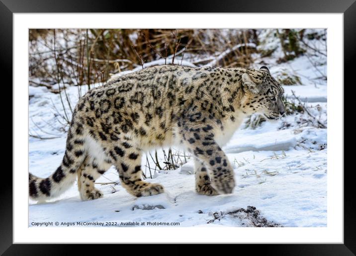Snow leopard on the prowl Framed Mounted Print by Angus McComiskey