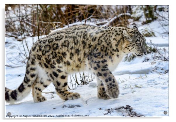 Snow leopard on the prowl Acrylic by Angus McComiskey