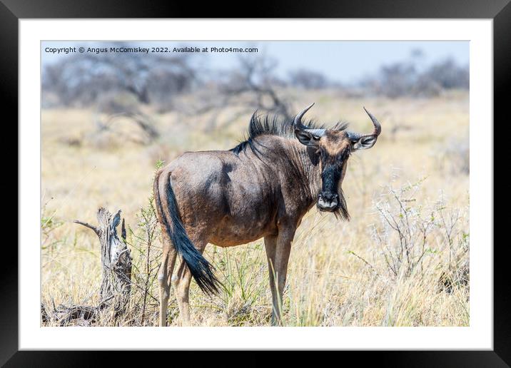Solitary blue wildebeest, Etosha National Park Framed Mounted Print by Angus McComiskey