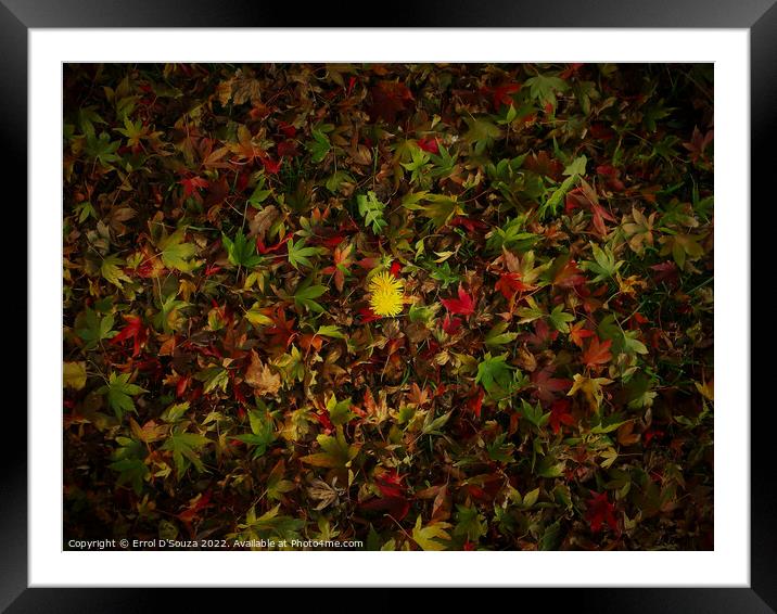 Yellow daisies amidst a bed of red gold and green autumn leaves Framed Mounted Print by Errol D'Souza