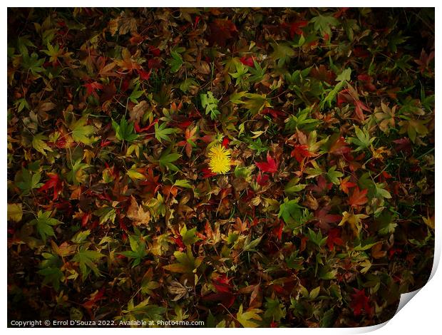 Yellow daisies amidst a bed of red gold and green autumn leaves Print by Errol D'Souza