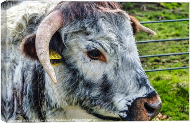Longhorn Cattle Canvas Print by Travel and Pixels 
