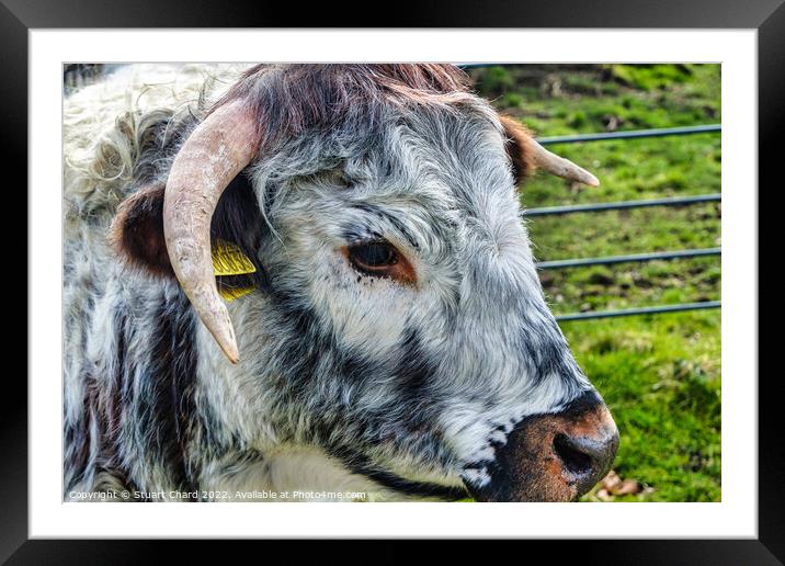 Longhorn Cattle Framed Mounted Print by Travel and Pixels 
