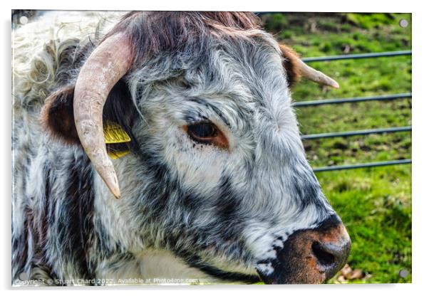 Longhorn Cattle Acrylic by Stuart Chard