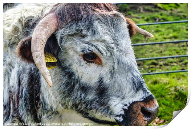 Longhorn Cattle Print by Stuart Chard