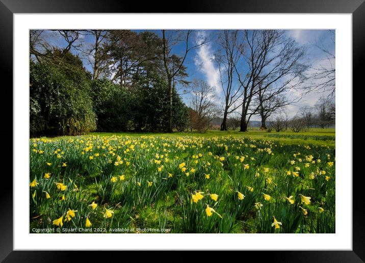 Spring daffodils in the English countryside Framed Mounted Print by Stuart Chard
