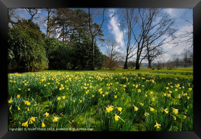 Spring daffodils in the English countryside Framed Print by Travel and Pixels 