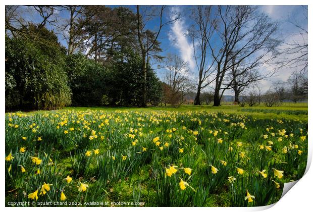 Spring daffodils in the English countryside Print by Stuart Chard