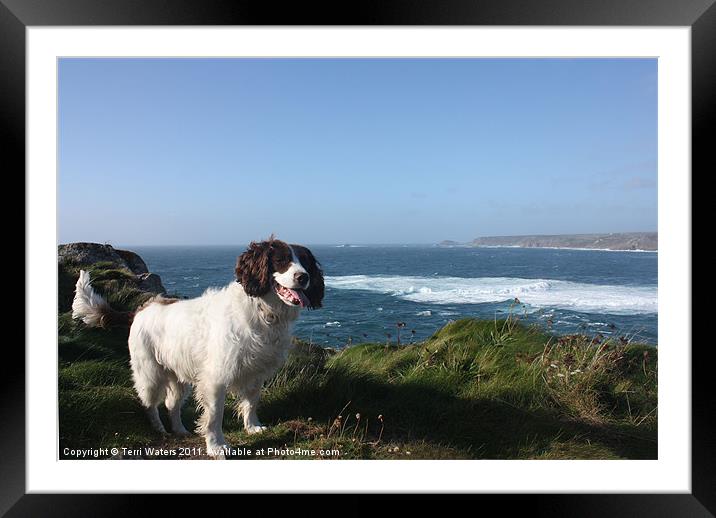 Springer Spaniel Dog in Sennen Cove Framed Mounted Print by Terri Waters