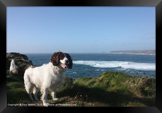 Springer Spaniel Dog in Sennen Cove Framed Print by Terri Waters