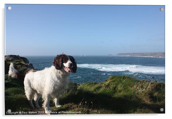 Springer Spaniel Dog in Sennen Cove Acrylic by Terri Waters