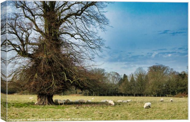 Grazing Sheep in the English Countryside Canvas Print by Stuart Chard