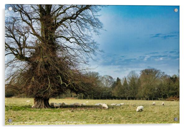 Grazing Sheep in the English Countryside Acrylic by Travel and Pixels 