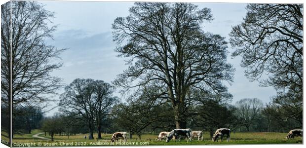 Cattle Grazing in the English countryside Canvas Print by Travel and Pixels 