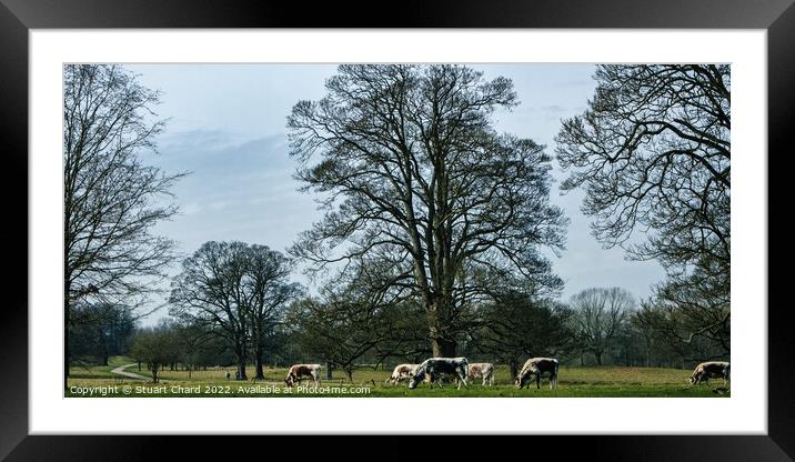 Cattle Grazing in the English countryside Framed Mounted Print by Travel and Pixels 