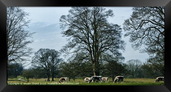 Cattle Grazing in the English countryside Framed Print by Travel and Pixels 