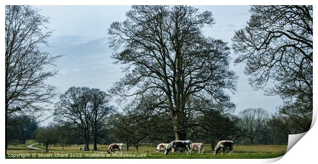 Cattle Grazing in the English countryside Print by Travel and Pixels 