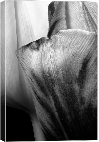 closeup of two tulips in black & white Canvas Print by youri Mahieu