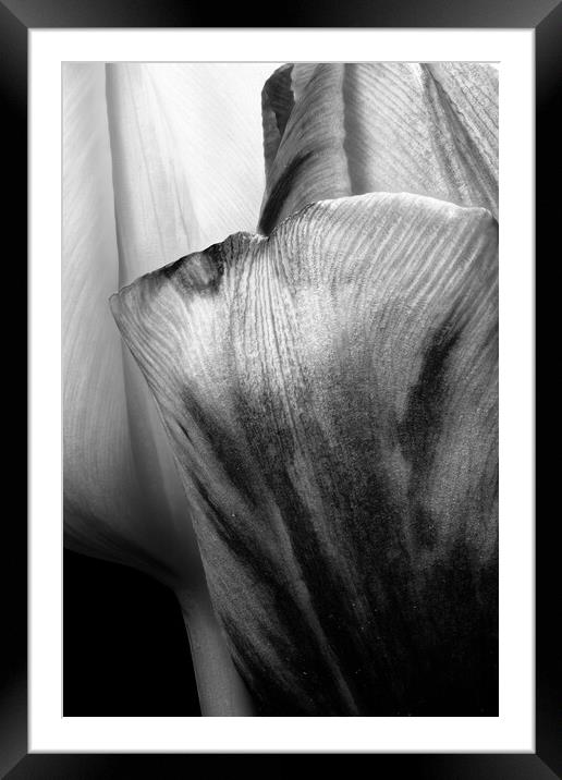 closeup of two tulips in black & white Framed Mounted Print by youri Mahieu