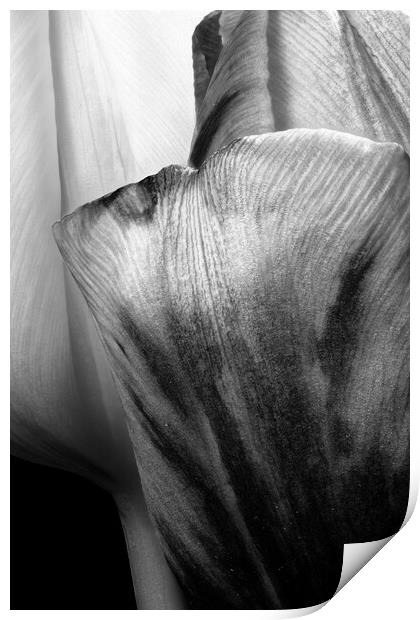 closeup of two tulips in black & white Print by youri Mahieu