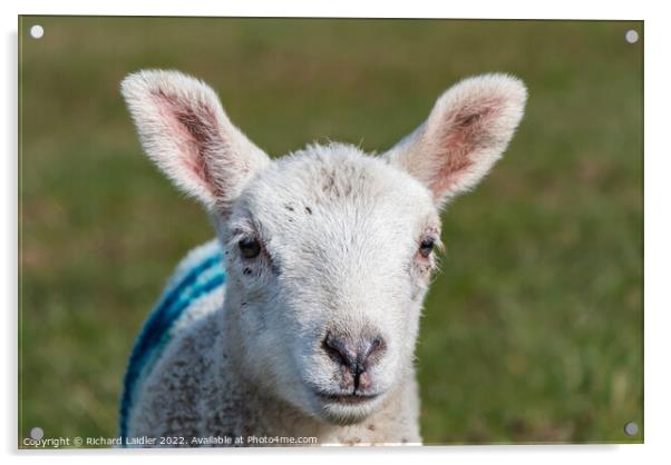 Inquisitive Youngster Portrait Acrylic by Richard Laidler