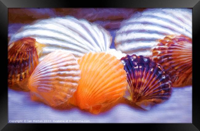 Shells Framed Print by Ian Merton