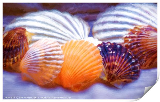 Shells Print by Ian Merton