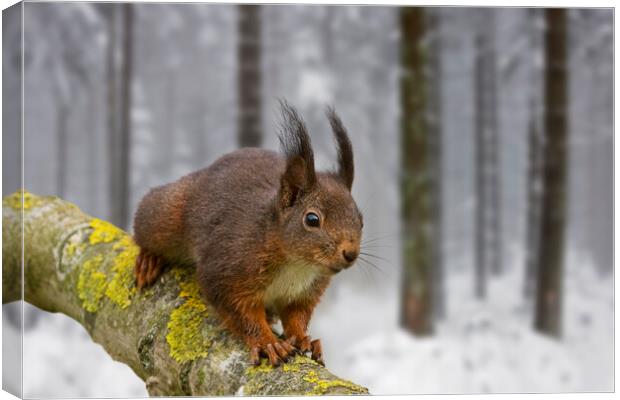 Red Squirrel in Winter Woodland Canvas Print by Arterra 