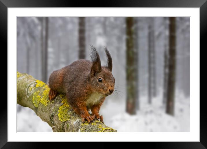Red Squirrel in Winter Woodland Framed Mounted Print by Arterra 