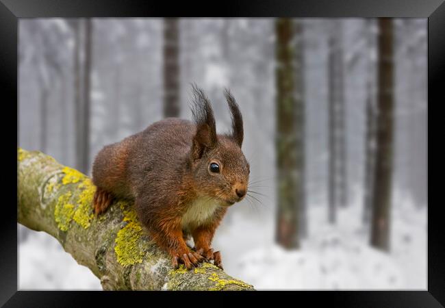 Red Squirrel in Winter Woodland Framed Print by Arterra 