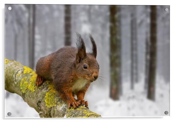 Red Squirrel in Winter Woodland Acrylic by Arterra 