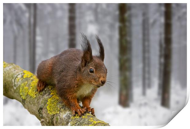 Red Squirrel in Winter Woodland Print by Arterra 