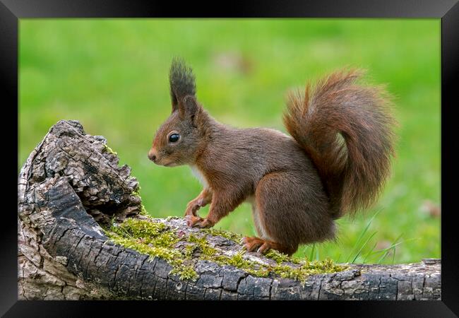 Red Squirrel on Tree Stump Framed Print by Arterra 