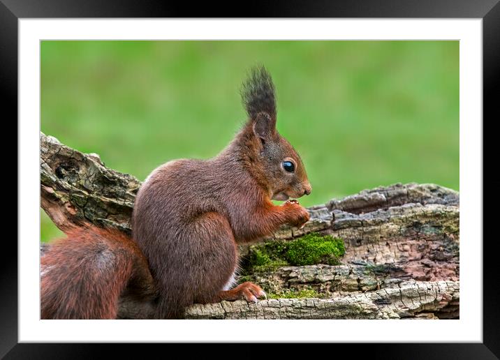 Red Squirrel Eating Nut Framed Mounted Print by Arterra 