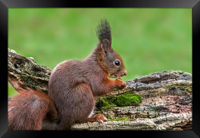 Red Squirrel Eating Nut Framed Print by Arterra 