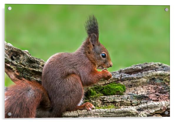 Red Squirrel Eating Nut Acrylic by Arterra 