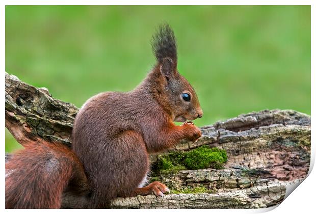Red Squirrel Eating Nut Print by Arterra 