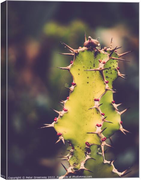 Spikey Cacti With Red Berries At Kew Gardens, Richmond Canvas Print by Peter Greenway