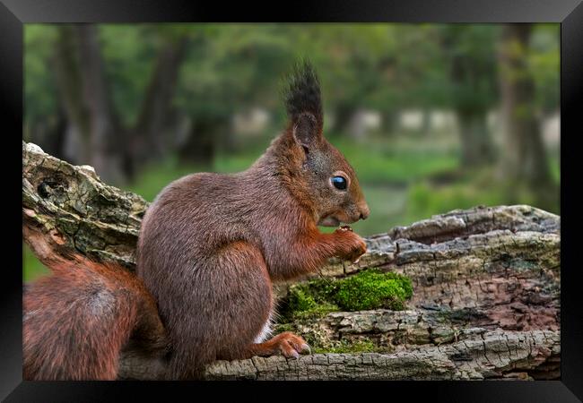 Red Squirrel Eating Nut in Woodland Framed Print by Arterra 