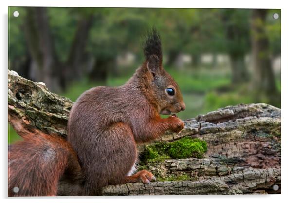 Red Squirrel Eating Nut in Woodland Acrylic by Arterra 