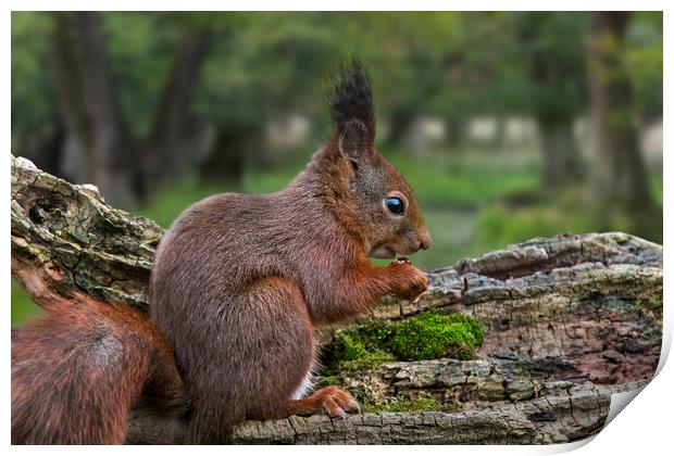 Red Squirrel Eating Nut in Woodland Print by Arterra 