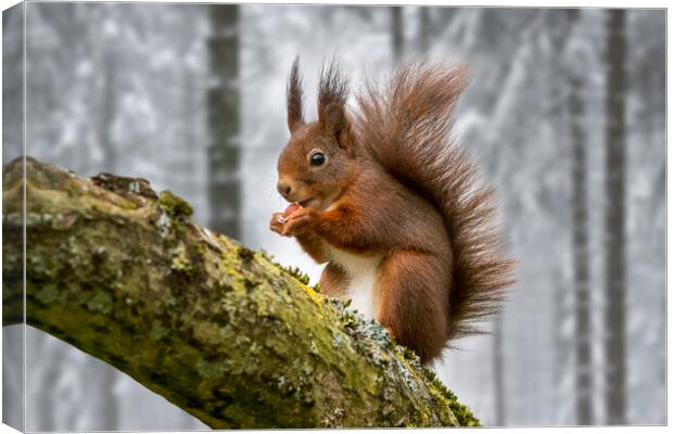 Scottish Red Squirrel in Tree in Winter Woodland Canvas Print by Arterra 